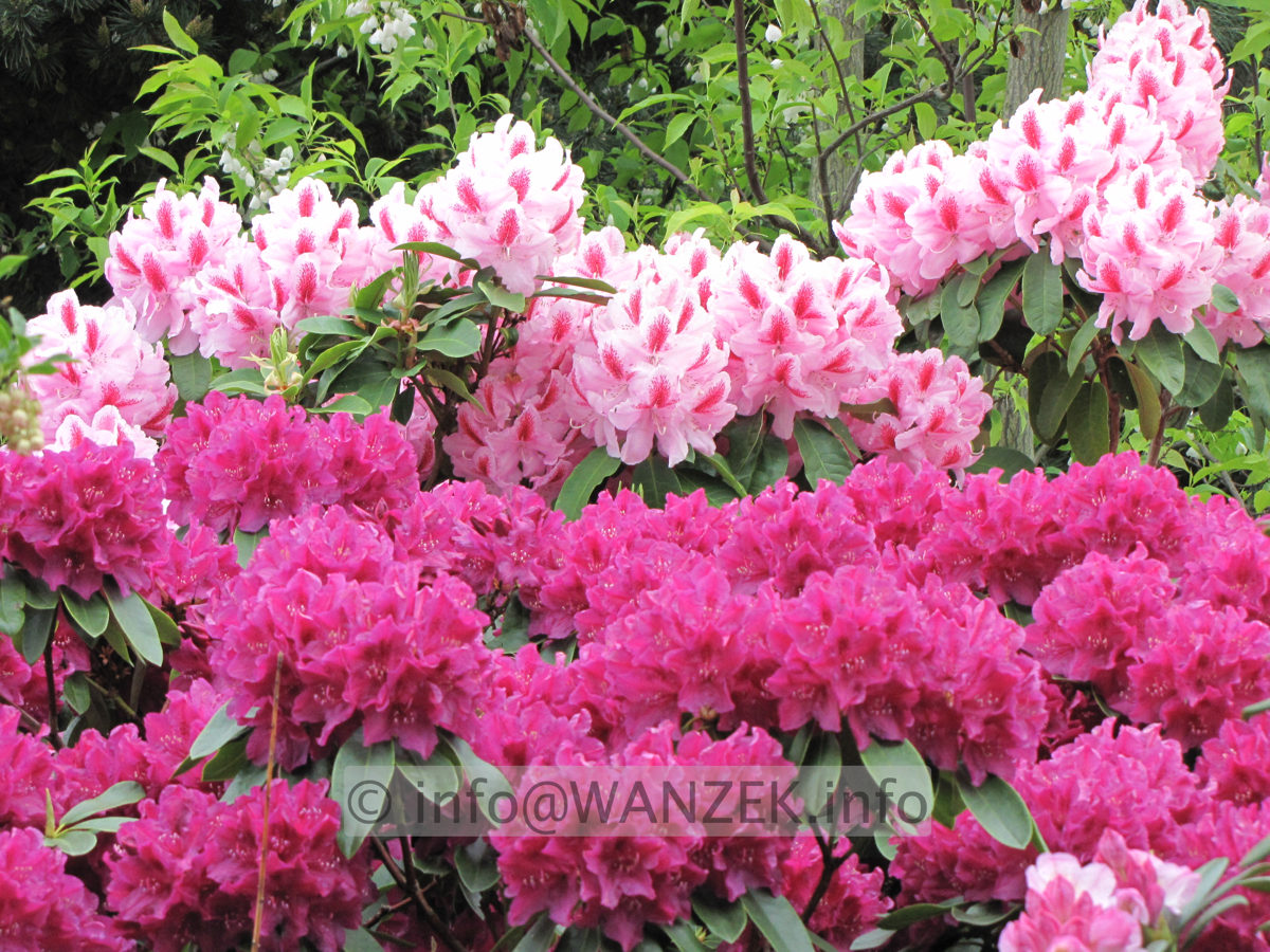 Rhododendron Furnivall's Daughter 06 oben.JPG